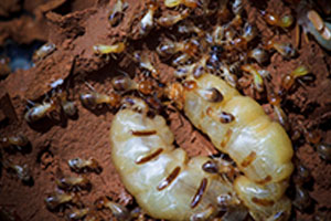 subterranean-termite-command-pest-control