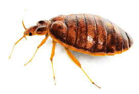 Bed bugs-Command Pest Control