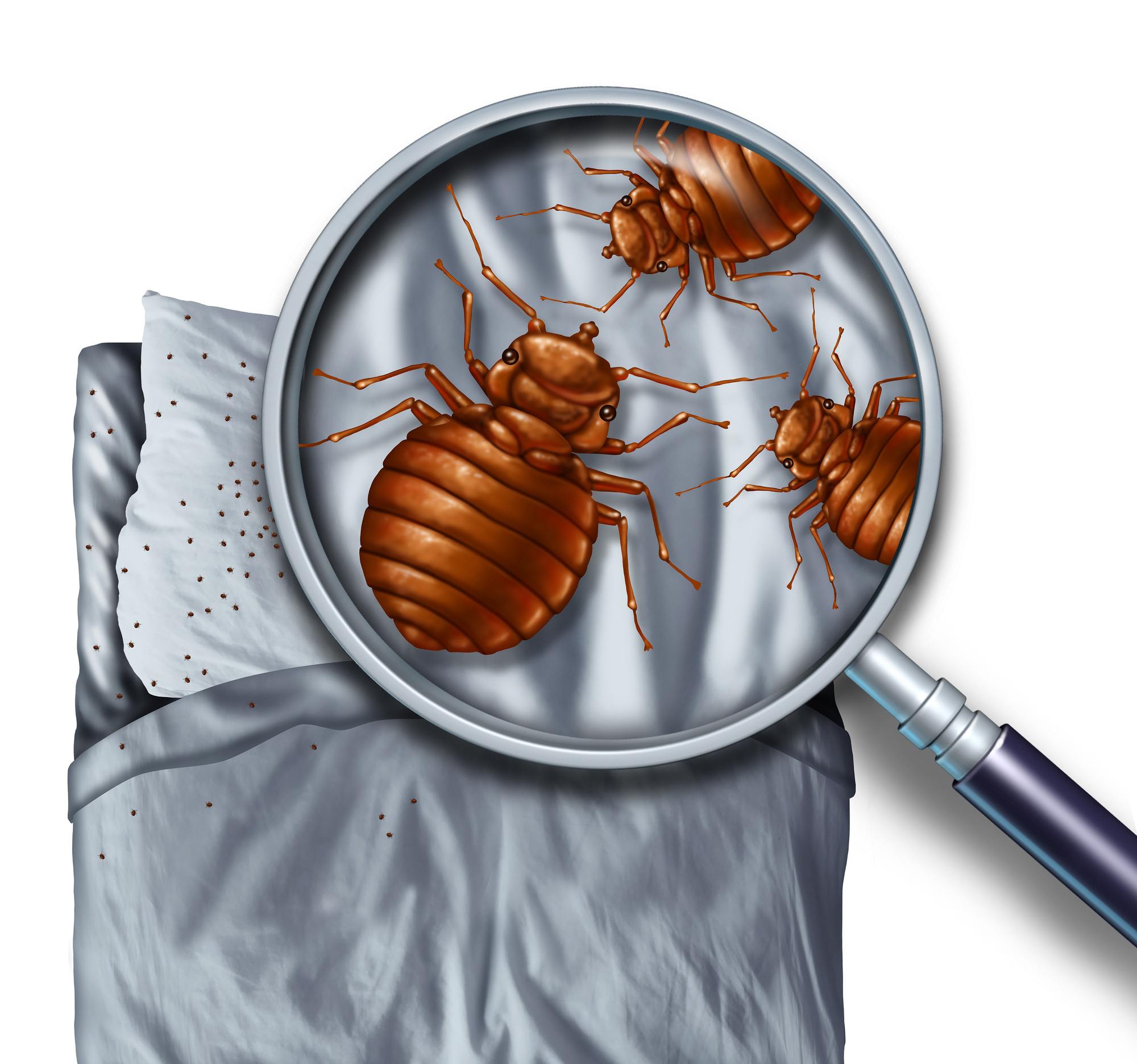 Signs You Have Bed Bugs | Bed Bug Pest Control