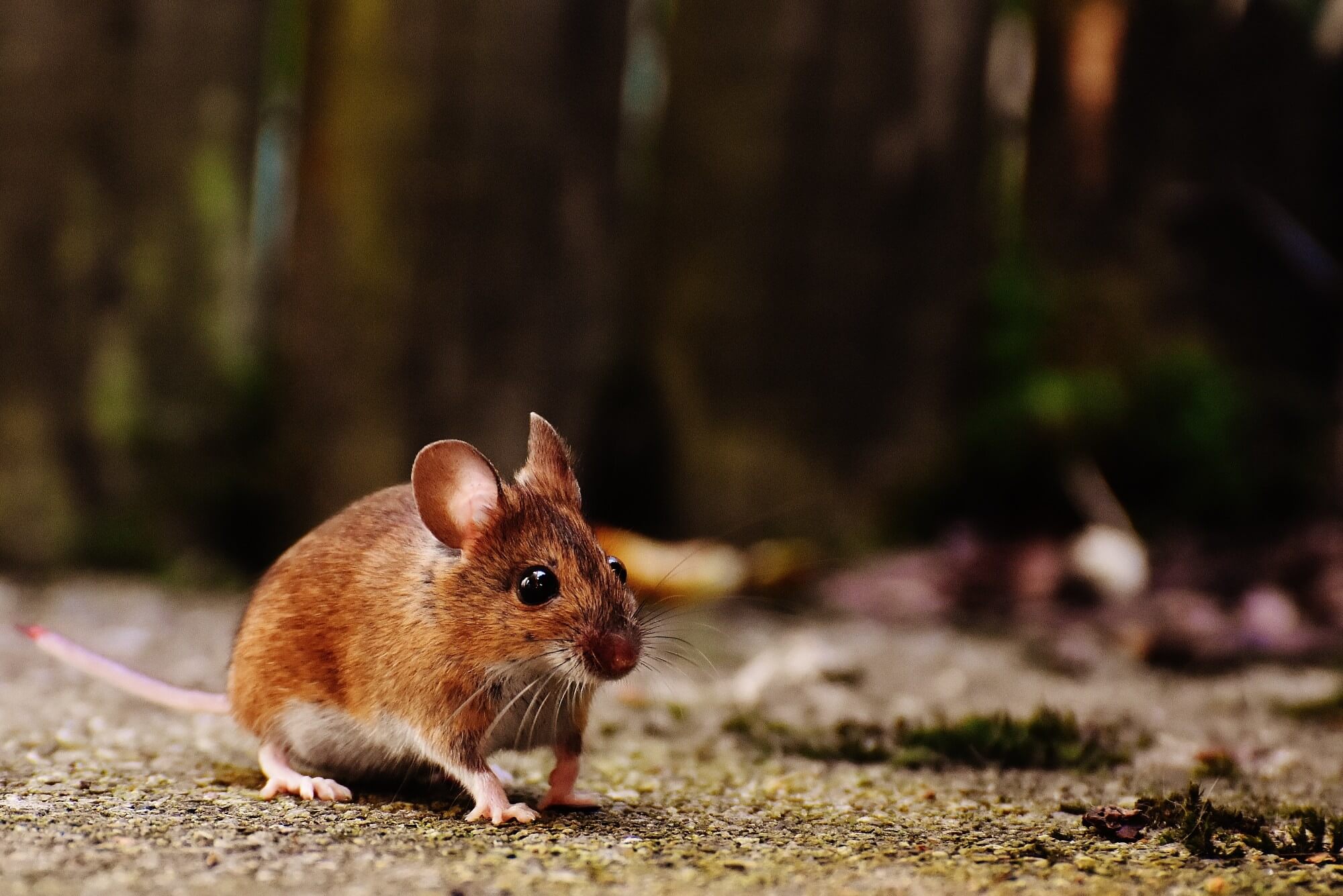 8 Foods that Attract Mice and More | Command Pest Control