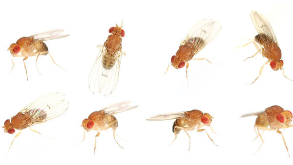 How to get rid of fruit flies in South Florida