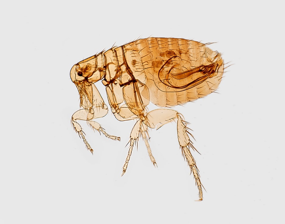 Get Rid of Fleas | Tips on Solving Flea Infestation