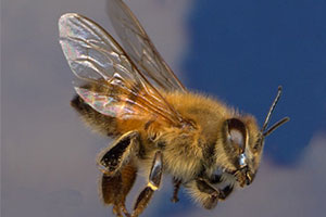 africanized-honey-bees-command-pest-control