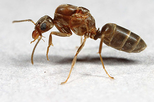 argentine-ants-command-pest-control