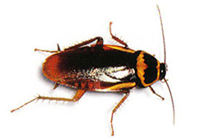australian-cockroaches-command-pest-control