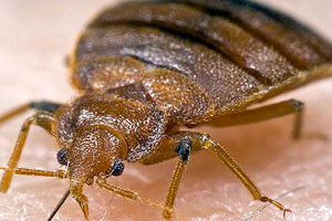 Kill Bed Bugs in Homes | Bed Bug Prevention