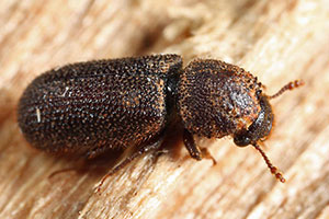 bostrichid-powderpost-beetles-command-pest-control