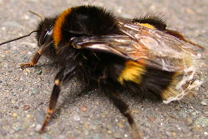 bumble-bees-command-pest-control