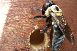carpenter-bees-command-pest-control