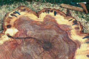 drilling-damage-command-pest-control-pompano-beach-fl