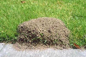 fire-ant-mound-command-pest-control