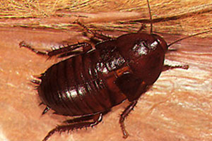 florida-woods-cockroaches-command-pest-control