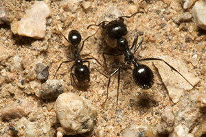 harvester-ants-command-pest-control