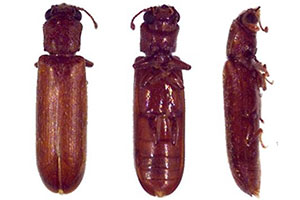 lyctid-powderpost-beetles-command-pest-control