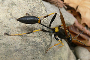 mud-dauber-wasps-command-pest-control