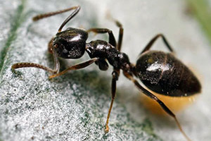 odorous-ants-command-pest-control
