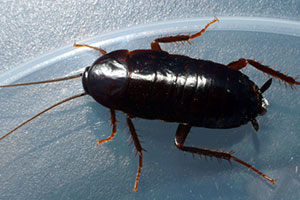 oriental-cockroaches-command-pest-control