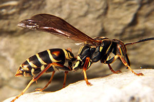 paper-wasps-command-pest-control