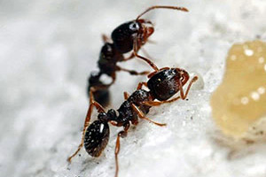 pavement-ants-command-pest-control