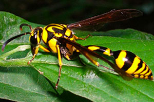 potter-wasps-command-pest-control
