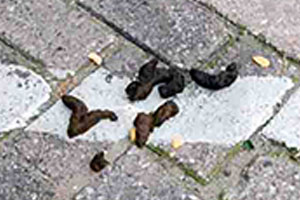 roof-rat-droppings-rodents-command-pest-control