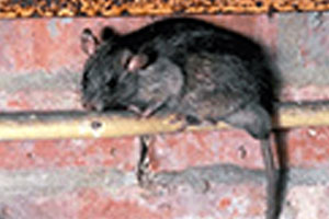 roof-rat-rodents-command-pest-control