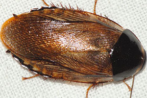 surinam-cockroaches-command-pest-control
