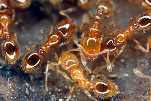 thief-ants-command-pest-control