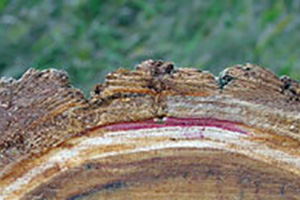 tree-injection-command-pest-control-pompano-beach-fl